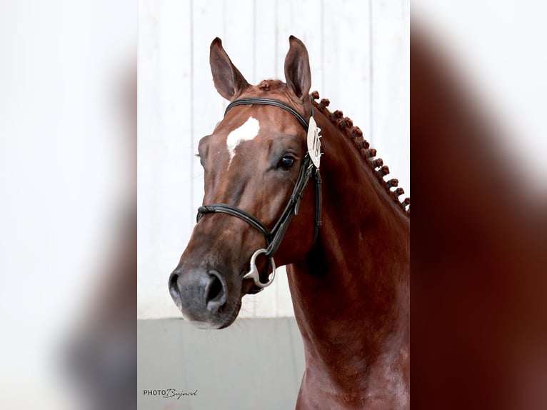 Schweizer Warmblut Wallach 7 Jahre 176 cm Fuchs in Frauenkappelen