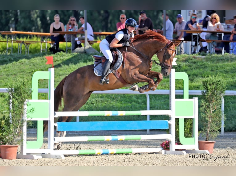 Schweizer Warmblut Wallach 7 Jahre 176 cm Fuchs in Frauenkappelen