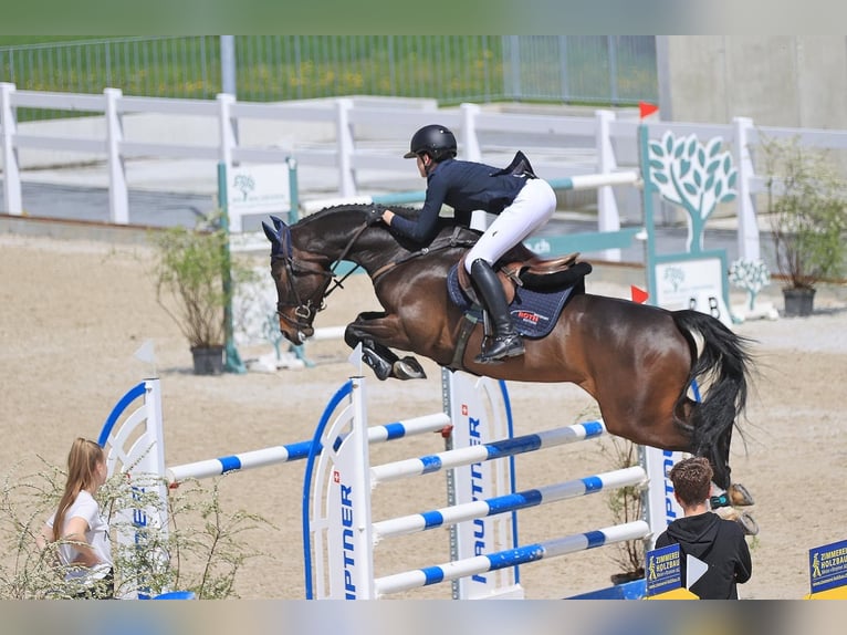 Schweizer Warmblut Wallach 8 Jahre 165 cm Dunkelbrauner in Veltheim AGVeltheim