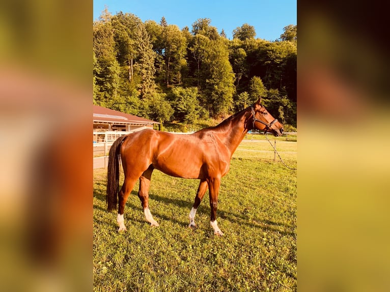 Schweizer Warmblut Wallach 8 Jahre 170 cm Brauner in Th&#xF6;rigen