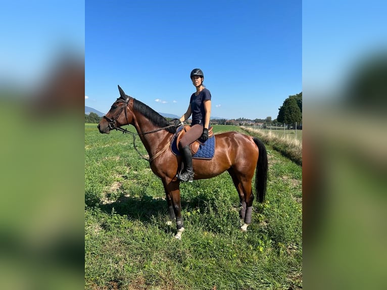 Schweizer Warmblut Wallach 8 Jahre 170 cm Brauner in Th&#xF6;rigen