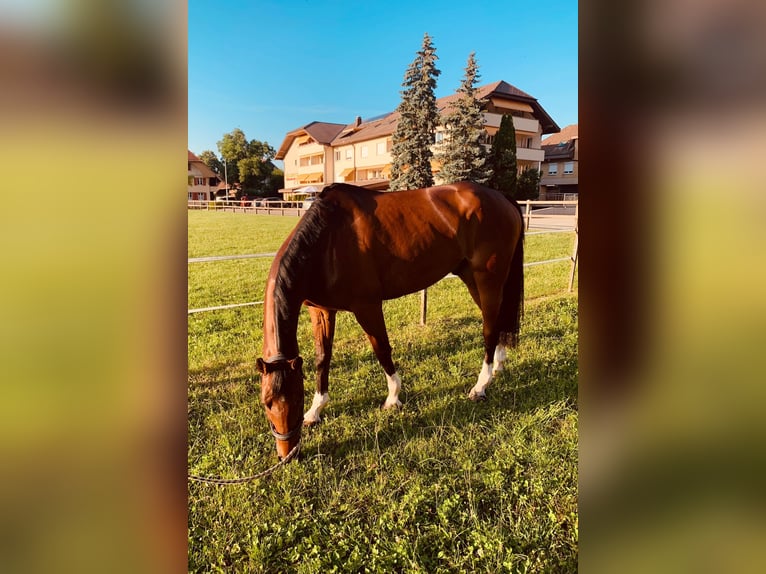 Schweizer Warmblut Wallach 8 Jahre 170 cm Brauner in Th&#xF6;rigen