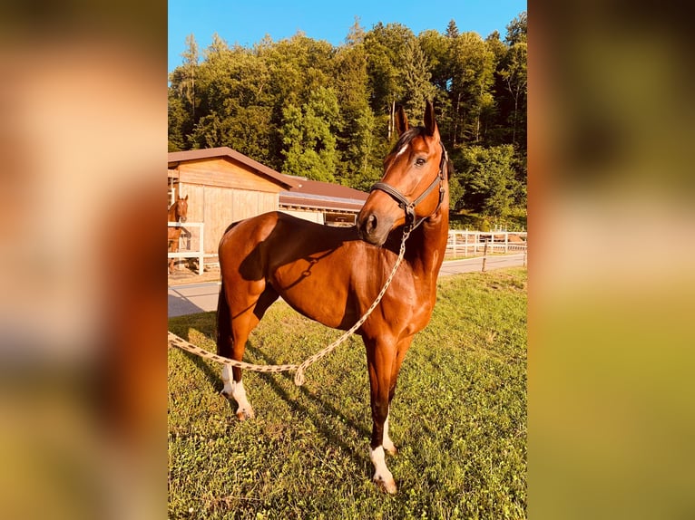 Schweizer Warmblut Wallach 8 Jahre 170 cm Brauner in Th&#xF6;rigen