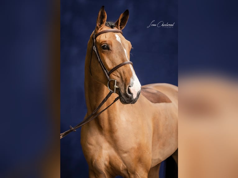 Schweizer Warmblut Wallach 8 Jahre 172 cm Brauner in Mengen