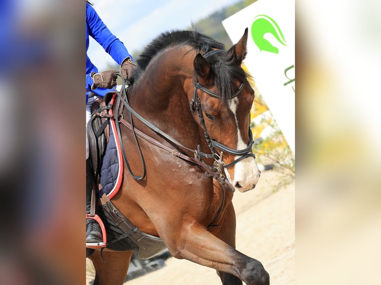 Schweizer Warmblut Wallach 8 Jahre 172 cm Brauner in Thun