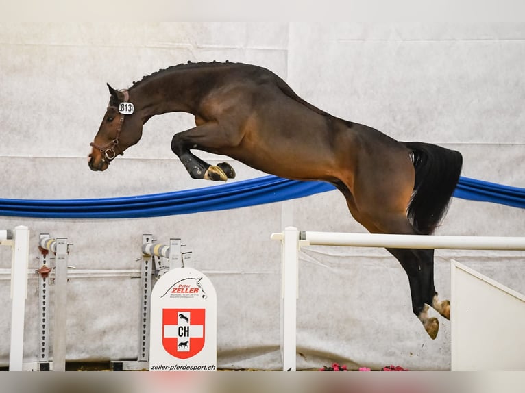 Schweizer Warmblut Wallach 8 Jahre 172 cm Brauner in Thun