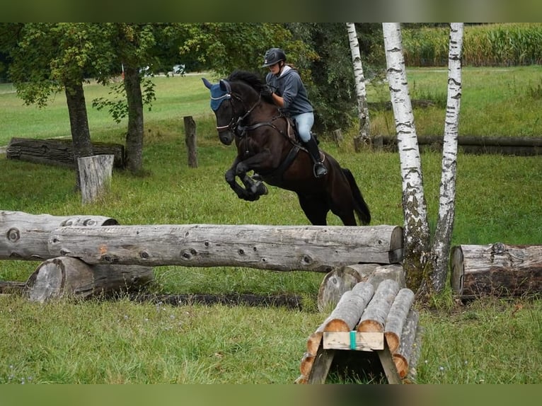 Schweizer Warmblut Wallach 8 Jahre 174 cm Rappe in Kradolf