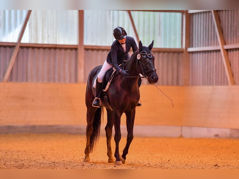 Schweizer Warmblut Wallach 8 Jahre 174 cm Rappe in Kradolf