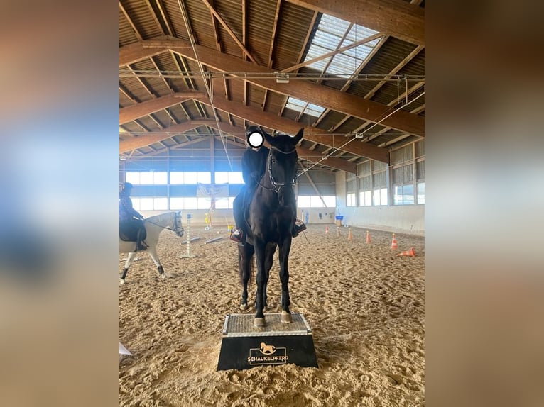 Schweizer Warmblut Wallach 8 Jahre 174 cm Rappe in Kradolf