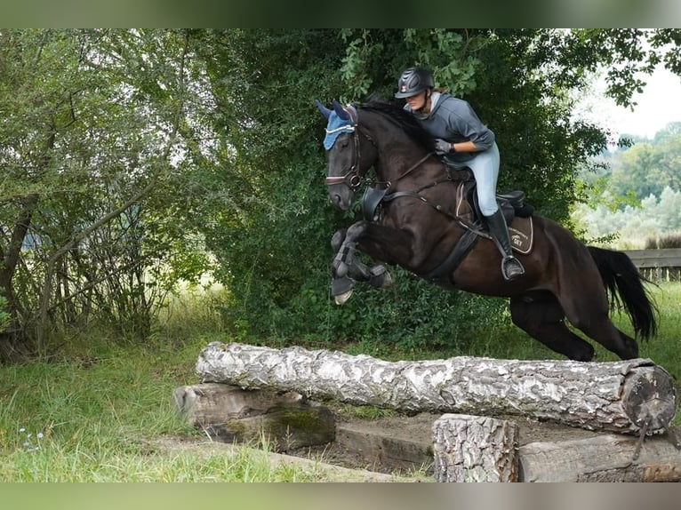 Schweizer Warmblut Wallach 8 Jahre 174 cm Rappe in Kradolf