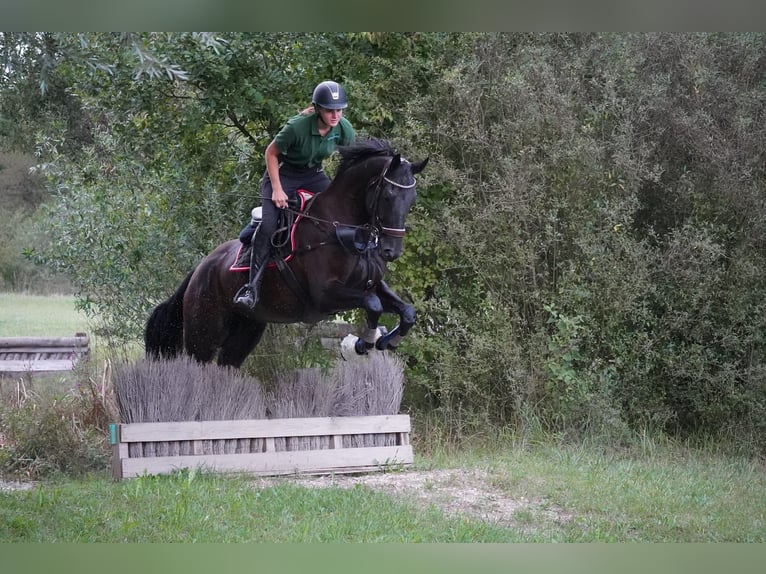 Schweizer Warmblut Wallach 8 Jahre 174 cm Rappe in Kradolf