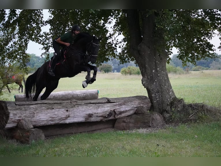 Schweizer Warmblut Wallach 8 Jahre 174 cm Rappe in Kradolf