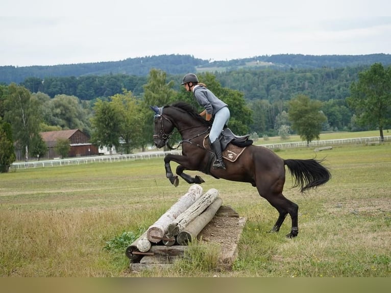 Schweizer Warmblut Wallach 8 Jahre 174 cm Rappe in Kradolf