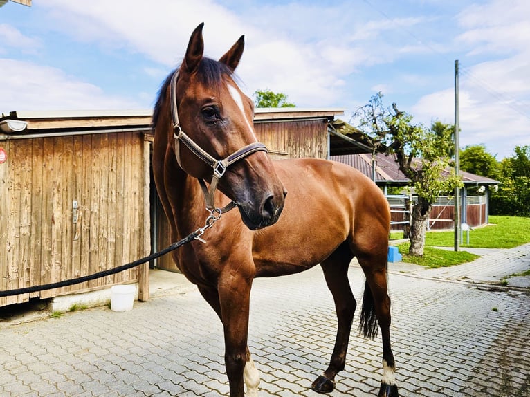 Schweizer Warmblut Wallach 8 Jahre 175 cm Brauner in Dietikon