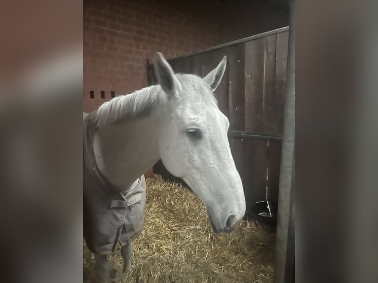 Schweizer Warmblut Wallach 8 Jahre 175 cm Schimmel in Telgte