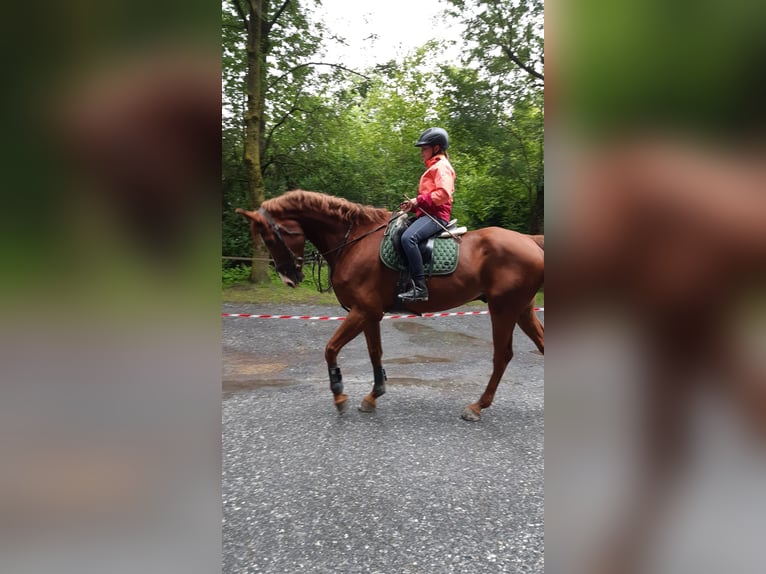 Schweizer Warmblut Wallach 8 Jahre 178 cm Fuchs in Marbach SG