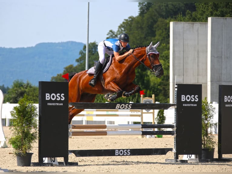 Schweizer Warmblut Wallach 8 Jahre 179 cm Brauner in Niederhasli