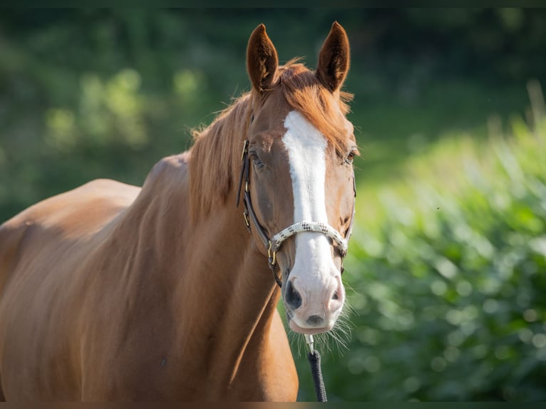 Schweizer Warmblut Wallach 8 Jahre Fuchs in Oberriet SG