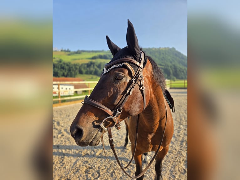 Schweizer Warmblut Wallach 9 Jahre 165 cm Brauner in Ennetmoos