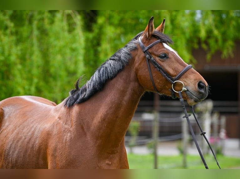 Schweizer Warmblut Wallach 9 Jahre 167 cm Brauner in Rothenburg