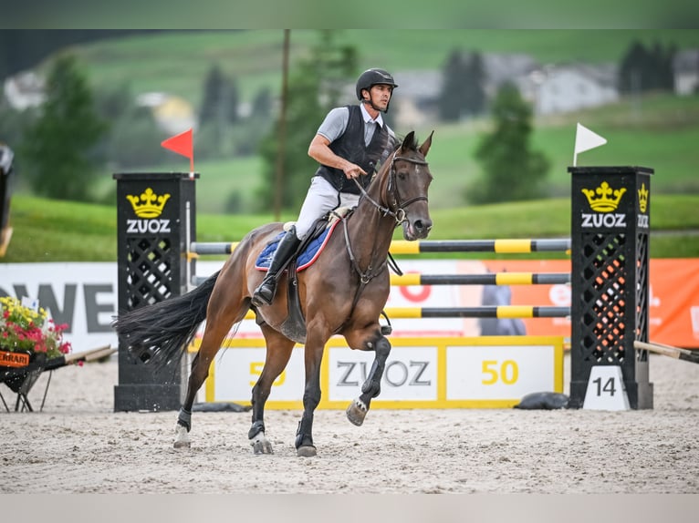 Schweizer Warmblut Wallach 9 Jahre 167 cm Dunkelbrauner in Diepoldsau