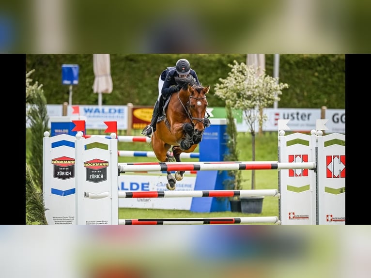 Schweizer Warmblut Wallach 9 Jahre 168 cm Brauner in Ersigen