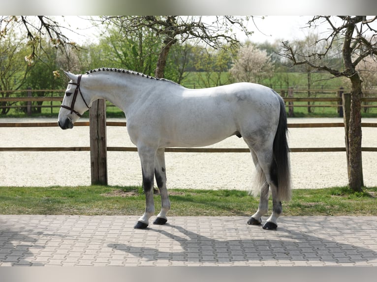 Schweizer Warmblut Wallach 9 Jahre 168 cm Schimmel in Lastrup