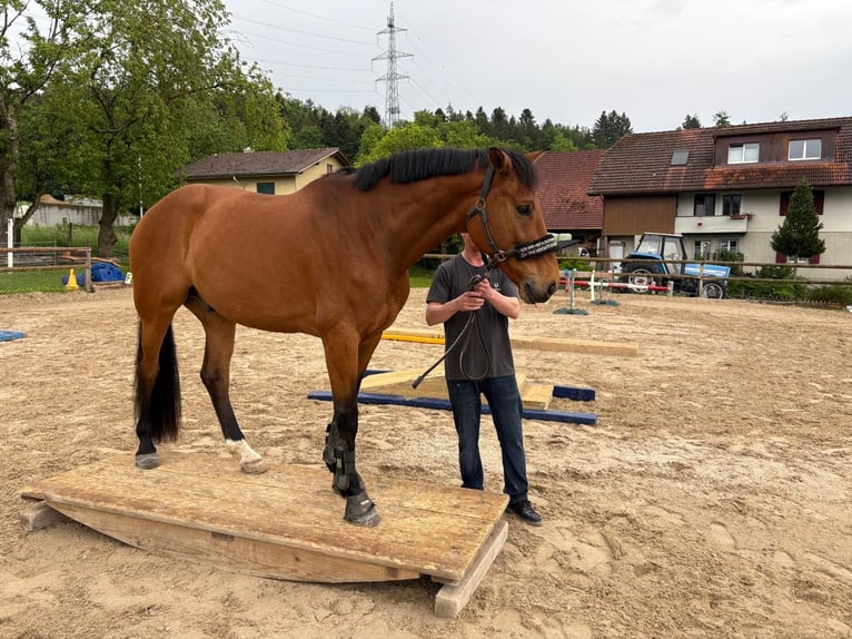 Schweizer Warmblut Wallach 9 Jahre 170 cm Brauner in Aarberg