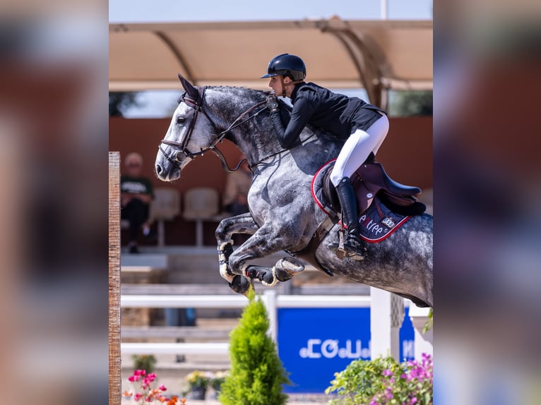 Schweizer Warmblut Wallach 9 Jahre 172 cm Schimmel in Aeugst