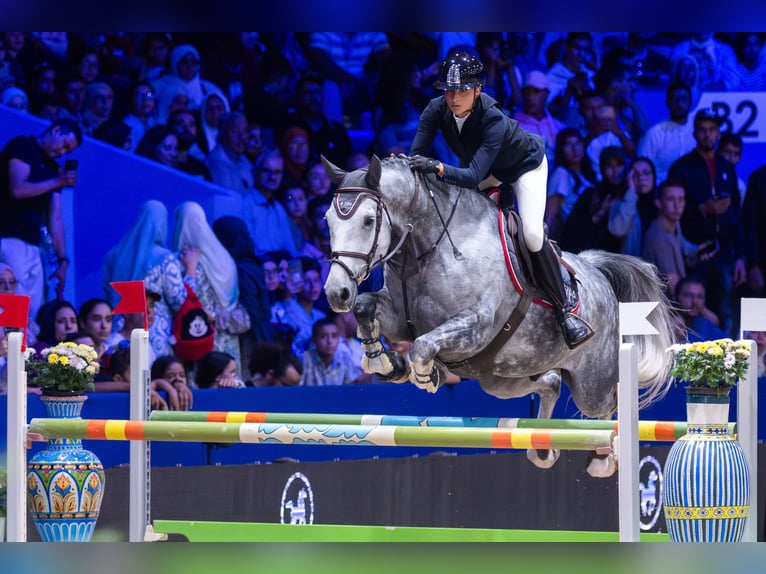 Schweizer Warmblut Wallach 9 Jahre 172 cm Schimmel in Aeugst