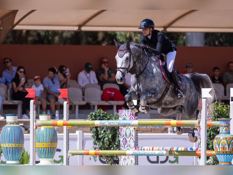 Schweizer Warmblut Wallach 9 Jahre 172 cm Schimmel in Aeugst