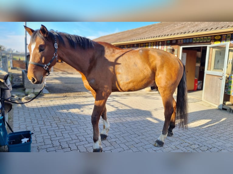 Schweizer Warmblut Wallach 9 Jahre 175 cm Brauner in Spreitenbach