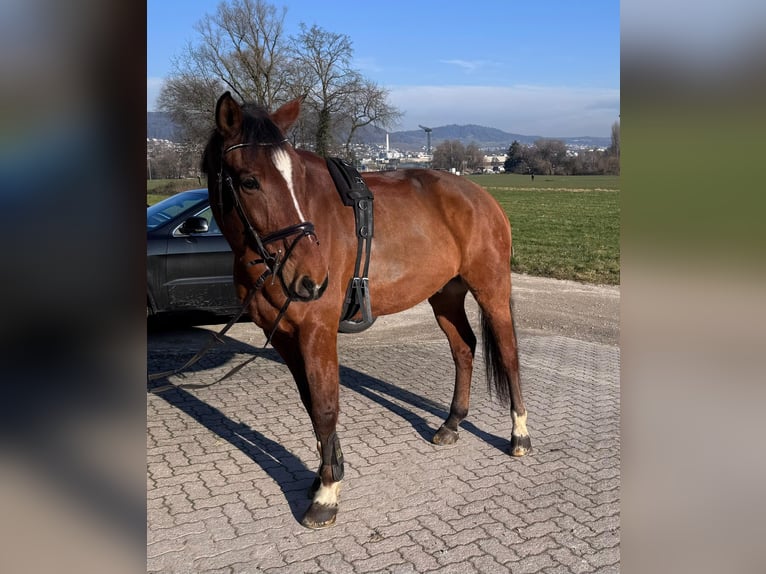 Schweizer Warmblut Wallach 9 Jahre 175 cm Brauner in Spreitenbach