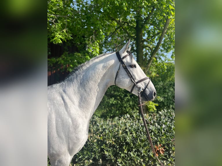 Schweizer Warmblut Wallach 9 Jahre Schimmel in Visbek