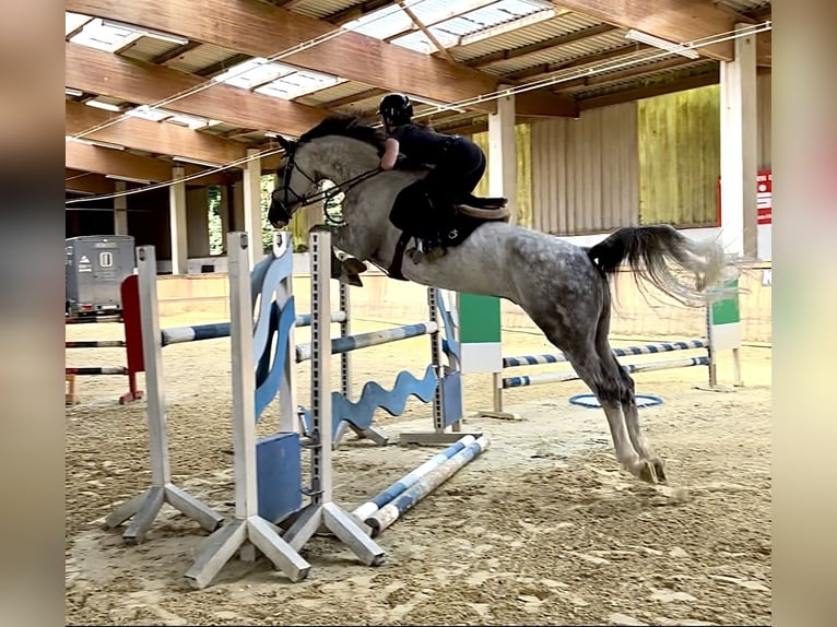 Schweizer Warmblut Wallach 9 Jahre  in Murg