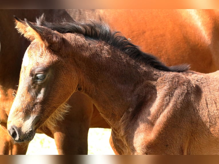 Schweiziskt varmblod Hingst Föl (04/2024) 170 cm Mörkbrun in Chur