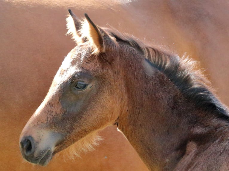 Schweiziskt varmblod Hingst Föl (04/2024) 170 cm Mörkbrun in Chur