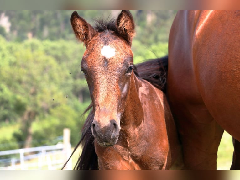 Schweiziskt varmblod Hingst Föl (04/2024) 170 cm Mörkbrun in Chur