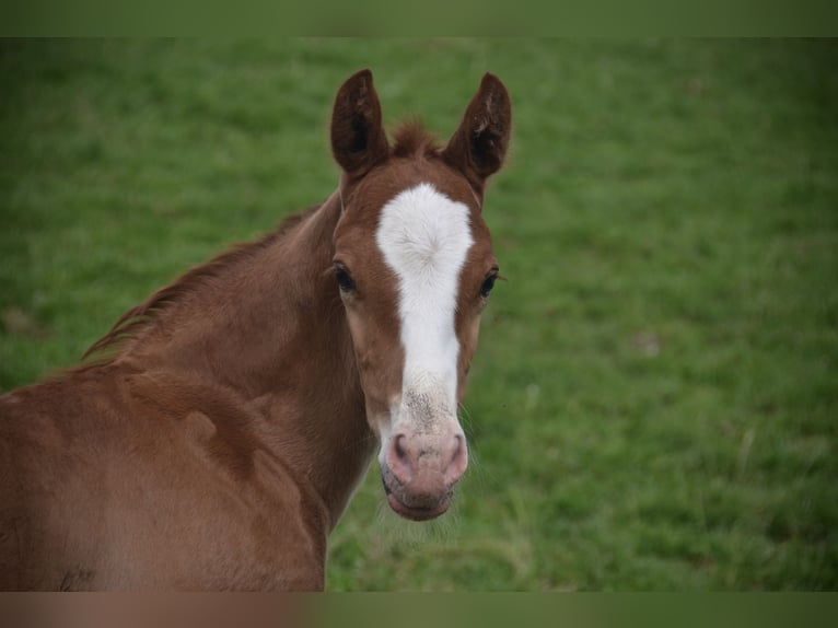 Schweiziskt varmblod Hingst Föl (04/2024) fux in Auswil