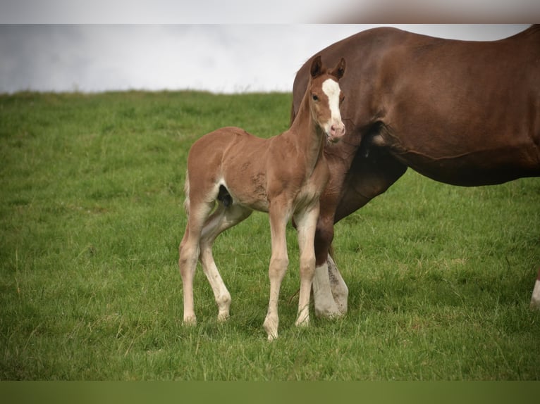 Schweiziskt varmblod Hingst Föl (04/2024) fux in Auswil