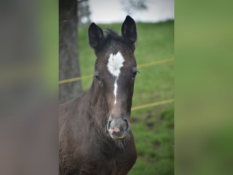 Schweiziskt varmblod Hingst Föl (04/2024) Grå in Auswil