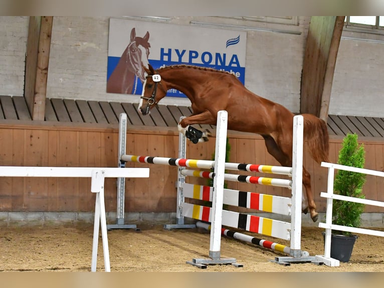 Schweiziskt varmblod Hingst Föl (04/2024) Mörkbrun in Gränichen