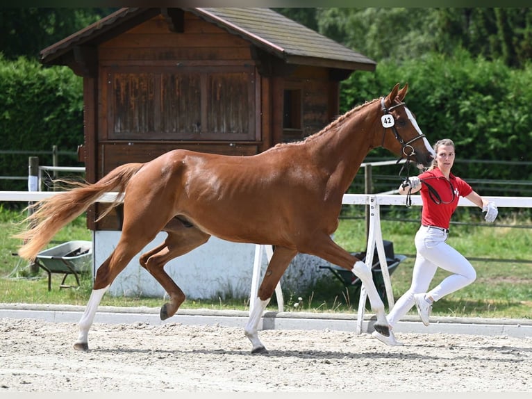 Schweiziskt varmblod Hingst Föl (04/2024) Mörkbrun in Gränichen