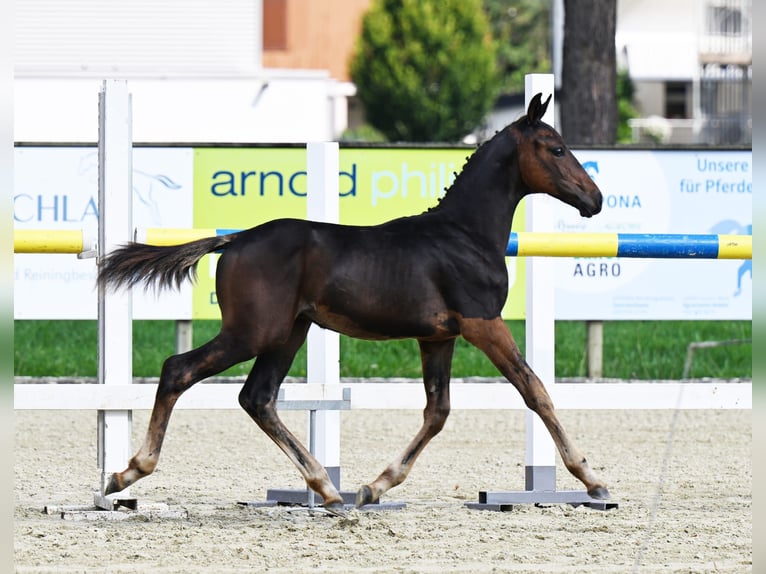 Schweiziskt varmblod Hingst Föl (04/2024) Mörkbrun in Gränichen