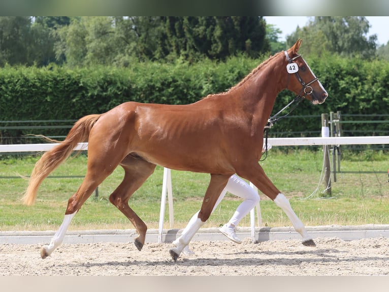 Schweiziskt varmblod Hingst Föl (04/2024) Mörkbrun in Gränichen