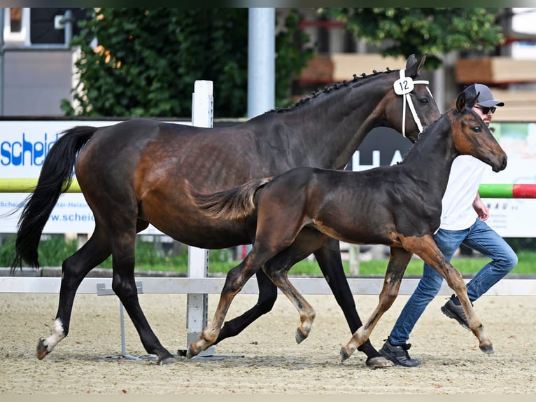 Schweiziskt varmblod Hingst Föl (04/2024) Mörkbrun in Gränichen