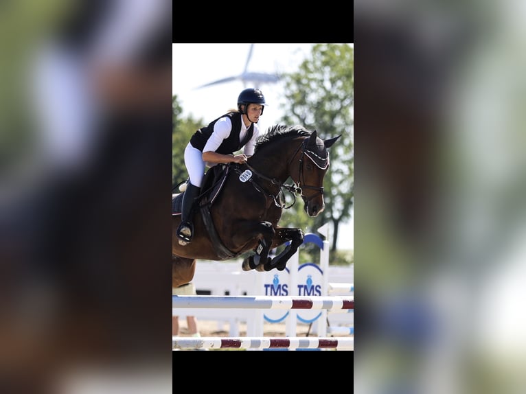 Schweiziskt varmblod Sto 7 år 164 cm Brun in Großostheim