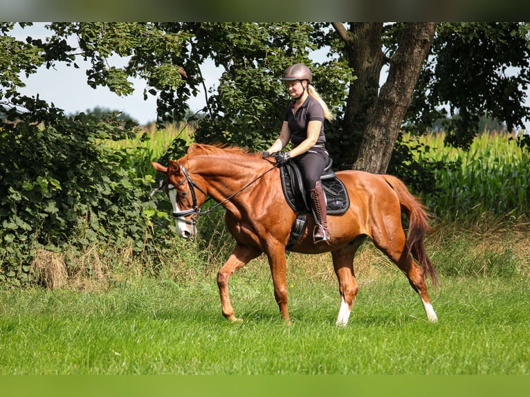 Schweiziskt varmblod Valack 18 år 164 cm fux in Lamstedt