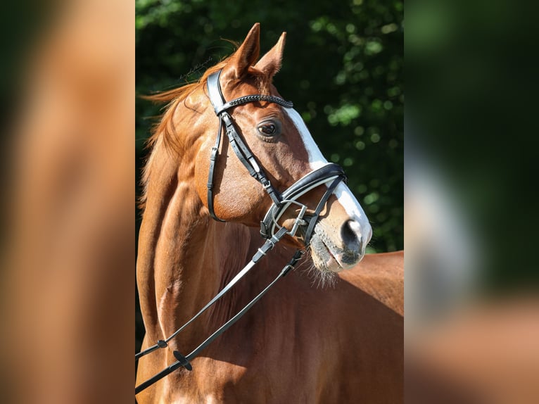 Schweiziskt varmblod Valack 18 år 164 cm fux in Lamstedt