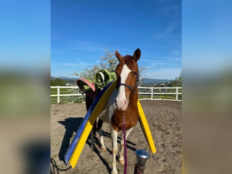 Schweiziskt varmblod Valack 4 år 146 cm Pinto in Hirschthal